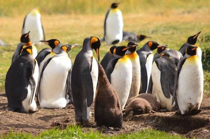 Full Day Tierra del Fuego + Pingüinos Rey (Por tres puentes a Porvenir)