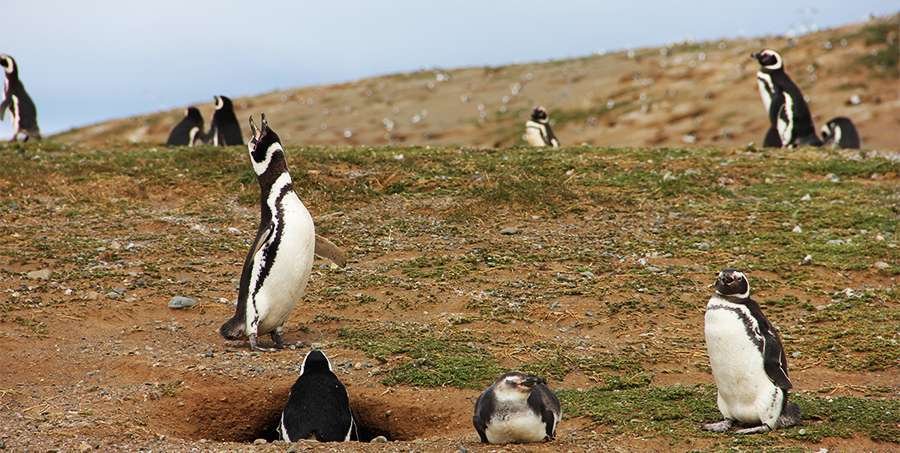 Pingüinos Isla Magdalena en Cabina Turista