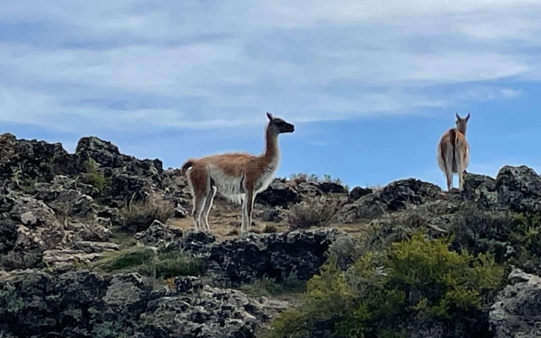 Full Day Volcanes de Paliaike